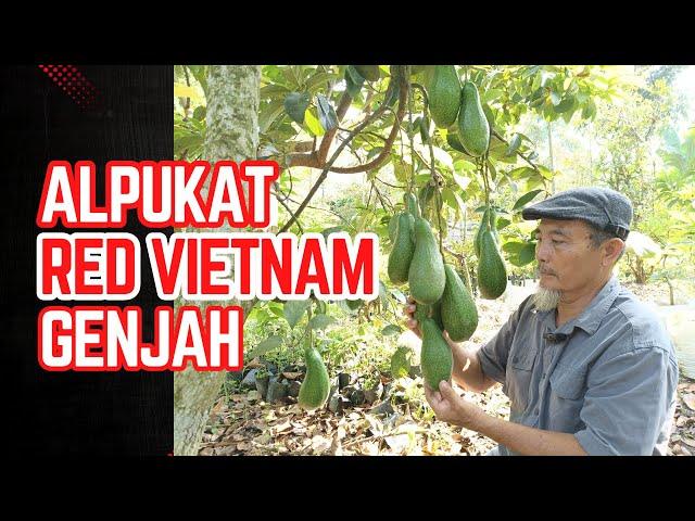 ALPUKAT RED VIETNAM GENJAH