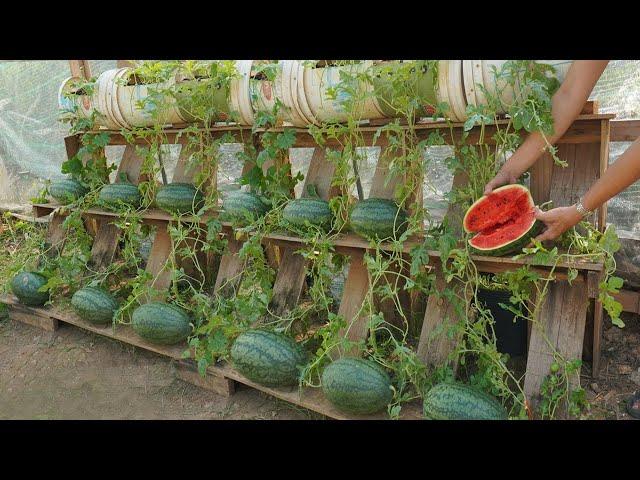 Growing watermelon at home gives high yields if you know this tip. Sweet and succulent fruit