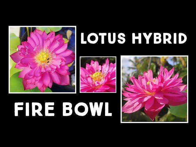 Lotus Hybrid Fire Bowl | Easy To Grow Medium Size Cultivar | Nandanam Exotics | #shorts