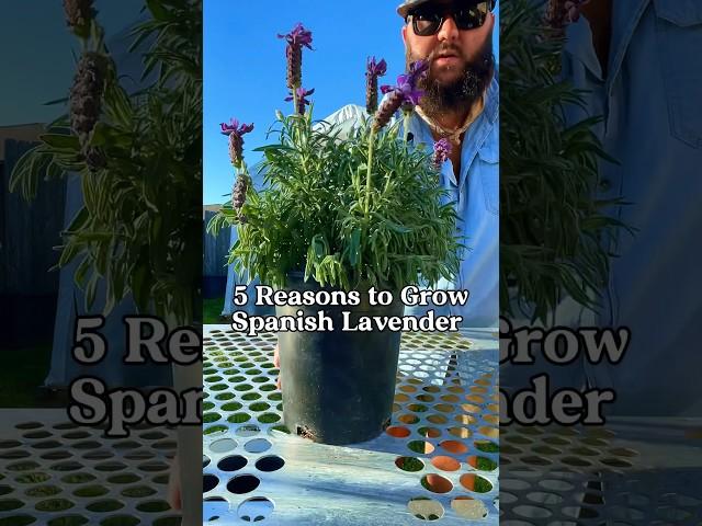 5 Reasons to Grow Spanish Lavender! #texasgarden #gardening #lavender