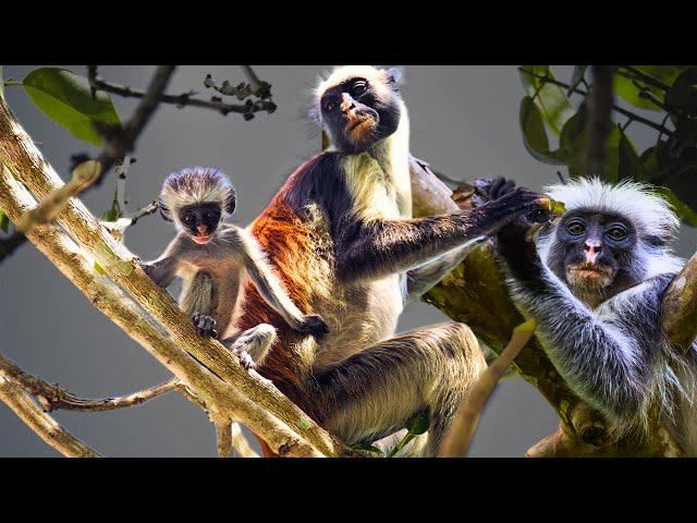 Red Colobus Monkey - The Colorful and Unique Primate of Africa