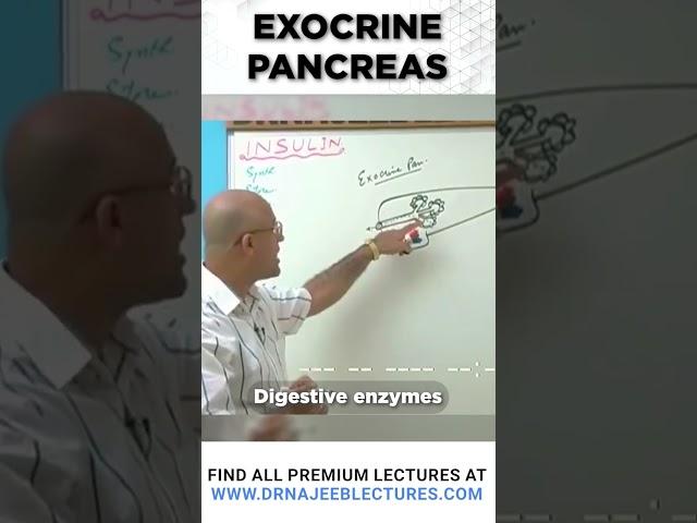 Exocrine pancreas #drnajeeb #drnajeeblectures #pancreas