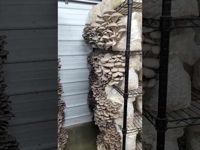 Blue Oyster Mushroom Harvest!!