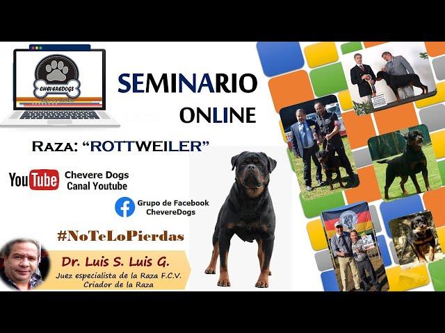 ROTTWEILER | SEMINARIO ONLINE | FEAT. DR. LUIS LUIS | #CHEVEREDOGS