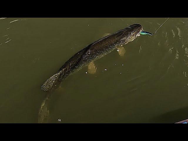 Early Spring Esox Lucius - Giant Pike