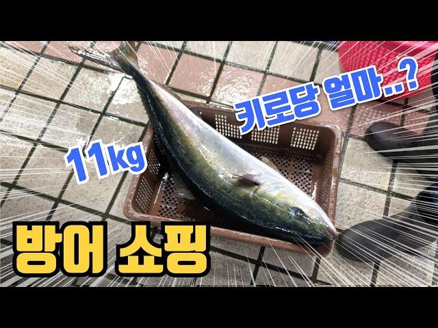 대방어 사러 갑니다 - 수산시장 (방어 가격은?)