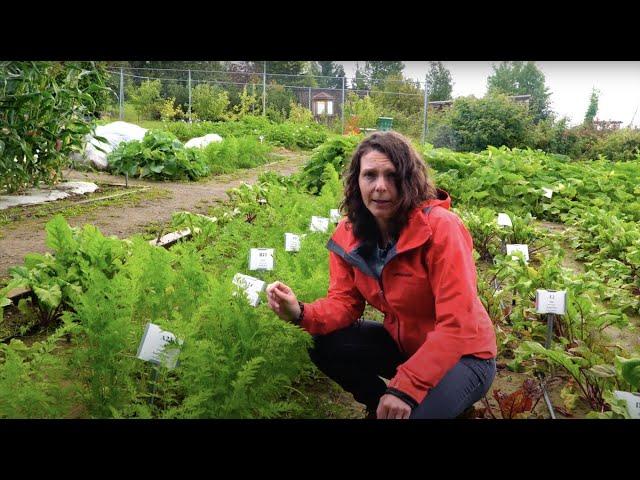 How to Grow Carrots - In the Alaska Garden with Heidi Rader