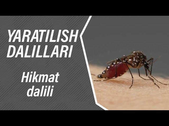 HIKMAT DALILI  |  @Abdukarim Mirzayev