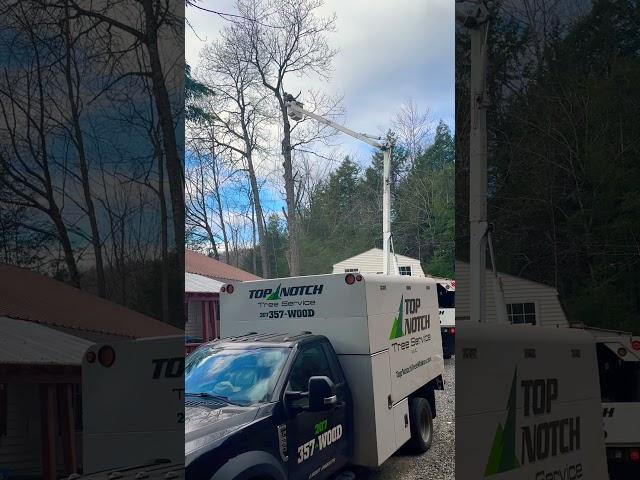 Starting to take down the 70 foot oak tree #arborist #trees #treeexperts