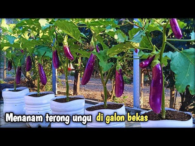 Menanam terong ungu di galon bekas