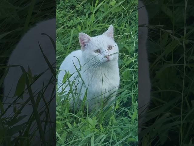 Белый кот зовет кого-то #cat #кот#животные