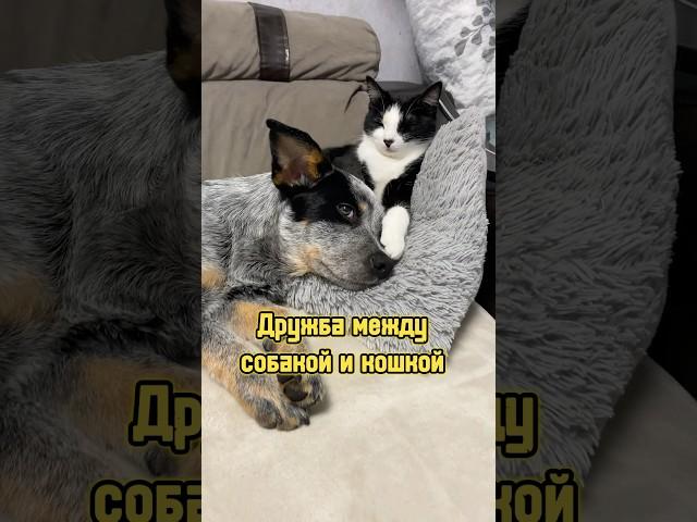 Дружба между собакой и кошкой  #питомцы #щенок #кошка #собака #котики