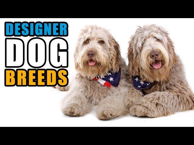 Popular Designer Dog Breeds | Talkin' Dogs List Show