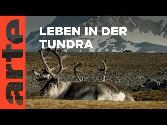 Der Naturpark Dovrefjell-Sunndalsfjella | Die Winzlinge in freier Wildbahn Reupload | ARTE Family