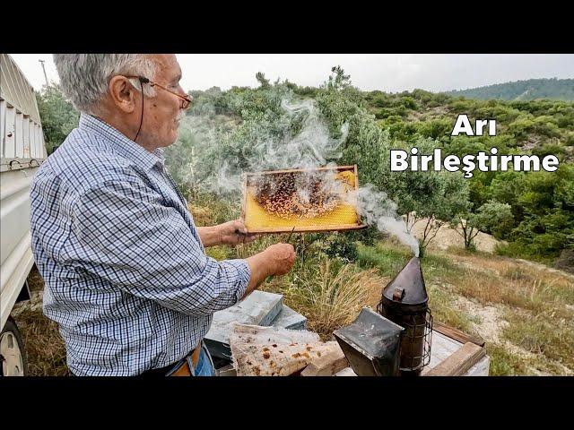 Kolay Arı Birleştirme.Merdan Usta Tecrübelerini Anlatıyor /Arıcılık Videoları