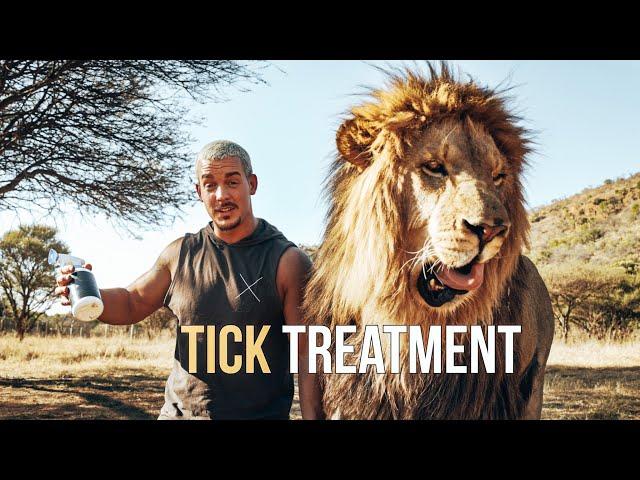 Tick Treatment for the Lions - Dean Schneider