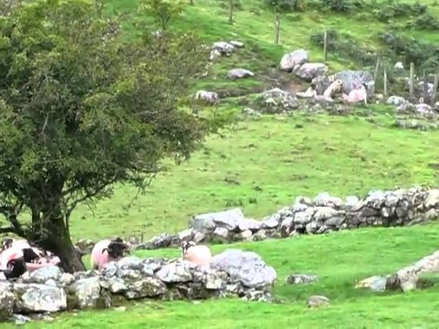 Dogs Herding Sheep in Ireland