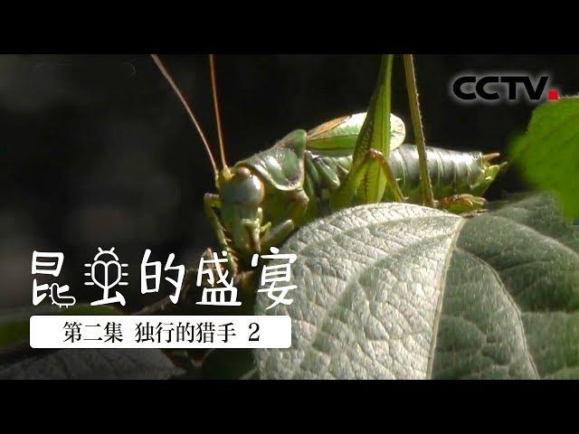 《昆虫的盛宴》第二集 昆虫捕鱼？大自然里最难得一见的捕食场景！【CCTV纪录】