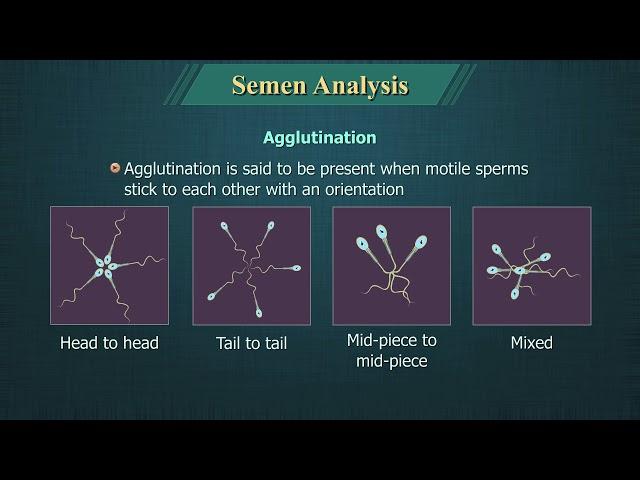 Semen Analysis