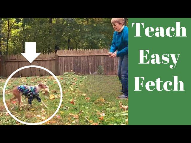 Teach Your Dog To Fetch