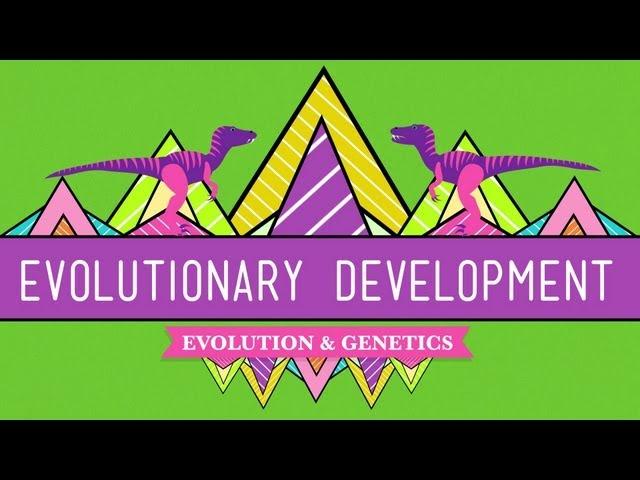 Evolutionary Development: Chicken Teeth - Crash Course Biology #17