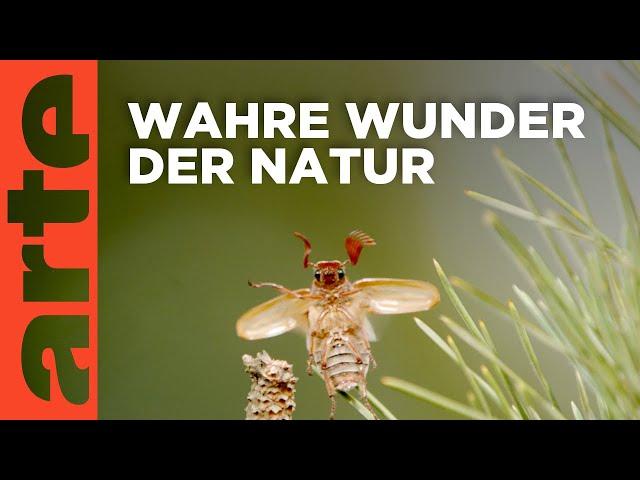 Insekten - Die Meister der Anpassung | Doku HD Reupload | ARTE