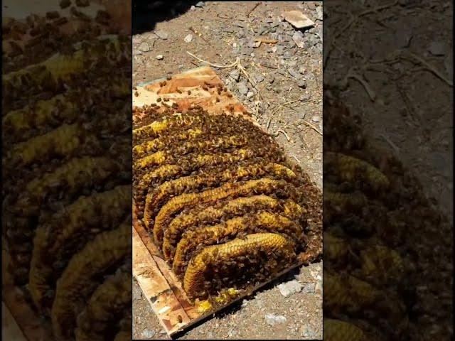 we saved these shed bees!  #bugs #wow #honeycomb #beekeeping #beerescu