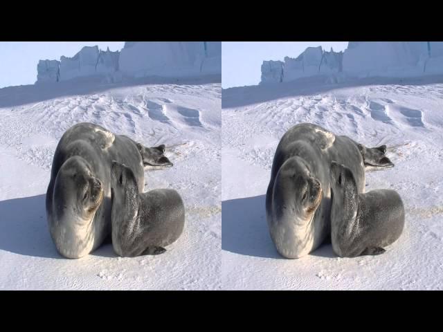 3D Antarctica Weddell Seals!