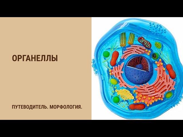 Органеллы