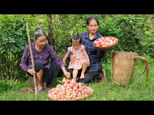 Harvesting Rose Apples Go To The Market Sell - How to weave bamboo baskets for chickens to lay eggs
