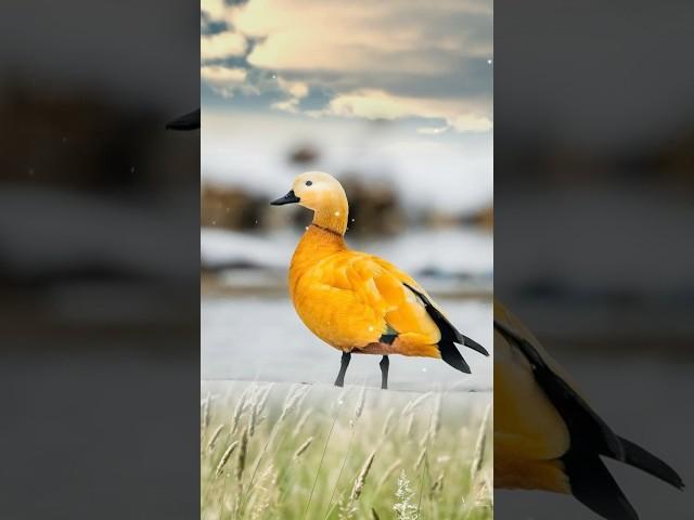 Ruddy Shelduck // bird // wildlife// animals// explore with Kelly // Nature //beautiful nature video