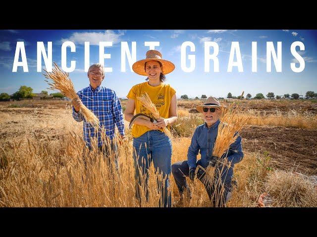 The Oldest American Wheat is Coming Back | PARAGRAPHIC