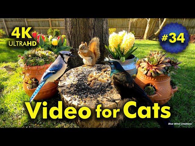 4K TV For Cats | Hangin' with the Hens and Chicks | Bird and Squirrel Watching | Video 34