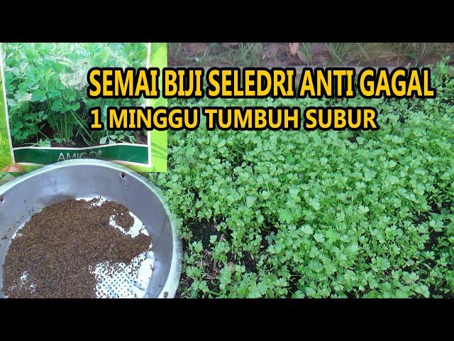 Cara Semai Biji  SELEDRI  Anti Gagal  Cepat Tumbuh  Subur  & Cepat Besar # PART 1