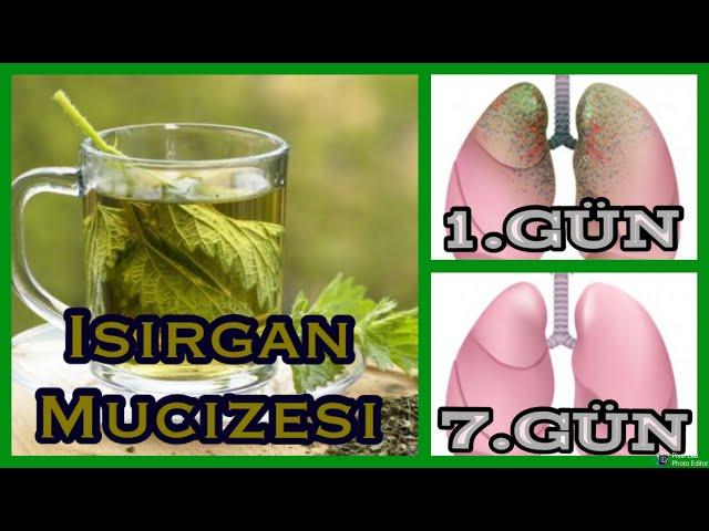 Akciğer Temizleyici!Her Gün 1 Fincan Isırgan otu Çayı İçersek Ne Olur?Isırgan Otu Çayının Faydaları!