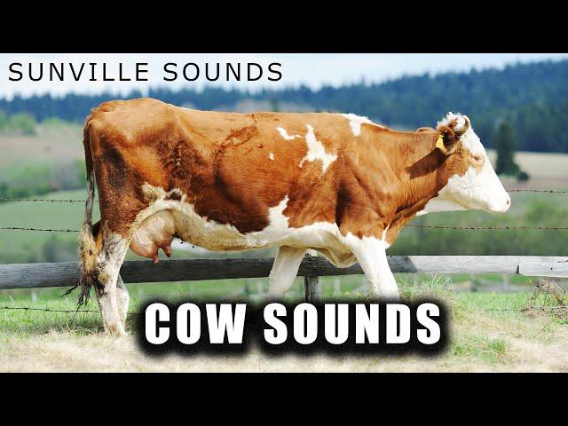 Cow Sounds | Animal Sounds with Peter Baeten