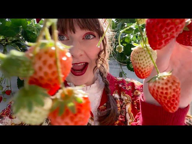 Strawberry Picking in Japan