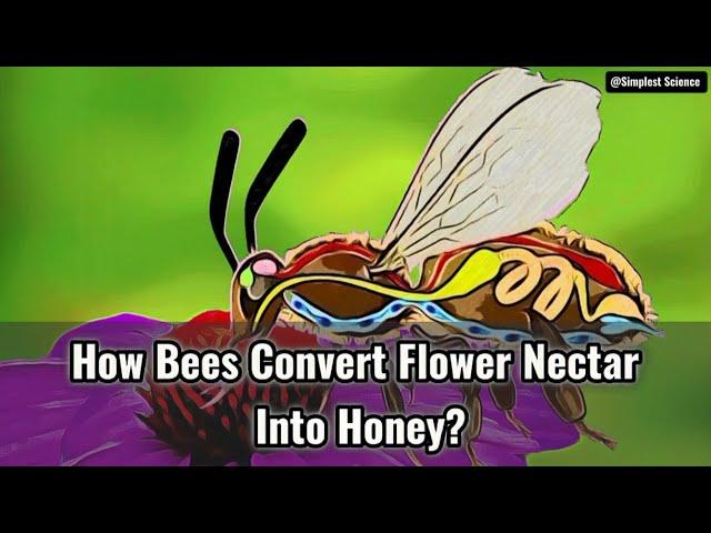 How Bees Convert Flower Nectar Into Honey?