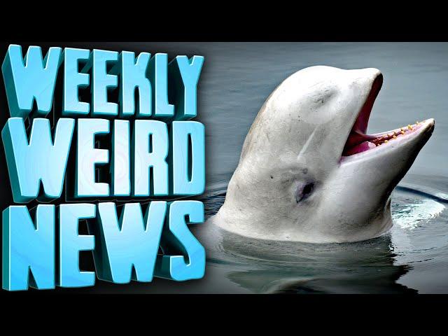 Beloved Former Russian Spy Whale MURDERED? - Weekly Weird News