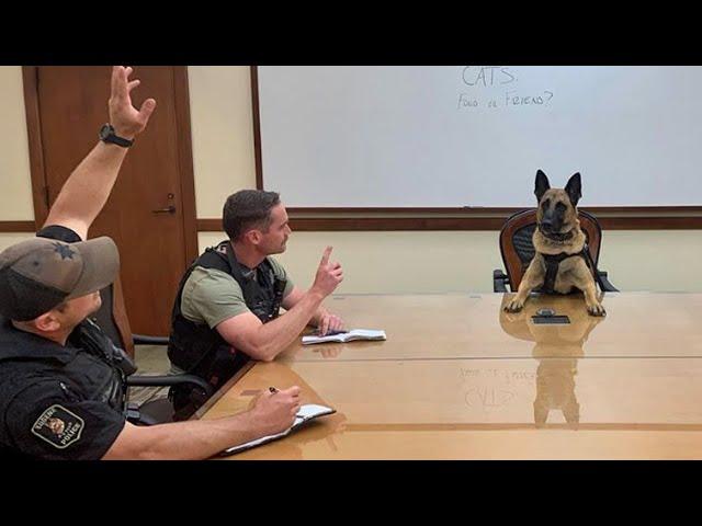 When You Own a DOG with a Brain the Size of Planet  Funniest Dog Ever!