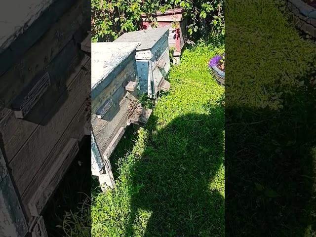 Облёт молодой пчелы #bee #пчеловодство #пчёлы