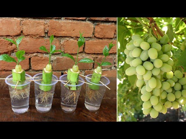 Simple method propagate grape tree with water, growing grape tree at home | grapes Grafting