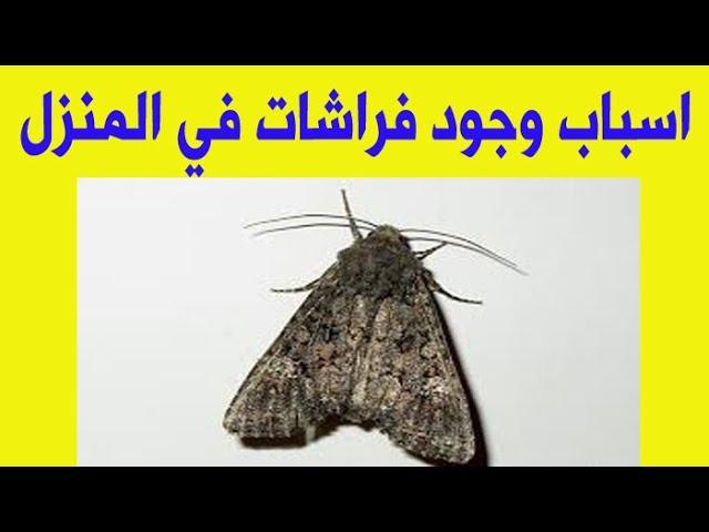 اسباب وجود الفراشات فى المنزل