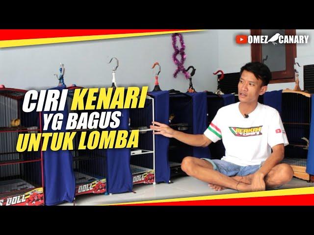 Memilih KENARI GACOR buat lomba | 4 poin yg harus diperhatikan