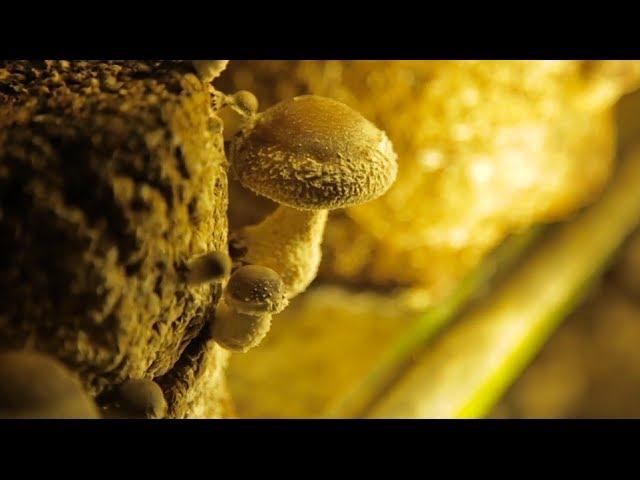 MUSHROOM | How Does it Grow?