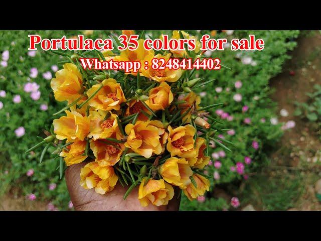 Table rose - #Portulaca - Pathumani - Online sale  -80 colors Available - Whatsapp : 8248414402