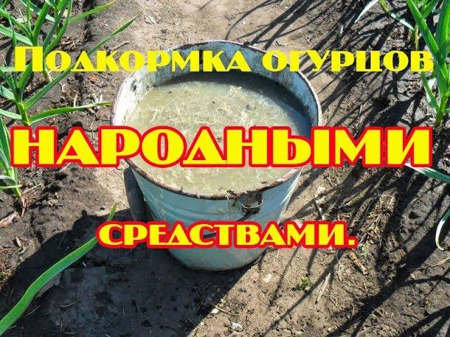 Подкормка огурцов народными средствами