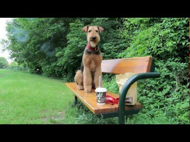 Airedale terrier