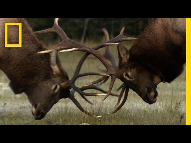 The Yearly Elk Brawl | Untamed Americas