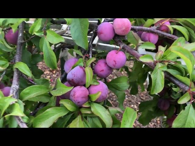 Care and Harvesting Plum Trees - Santa Rosa Plum Tree - Growing Plum Trees |  Pruning Plum  Update